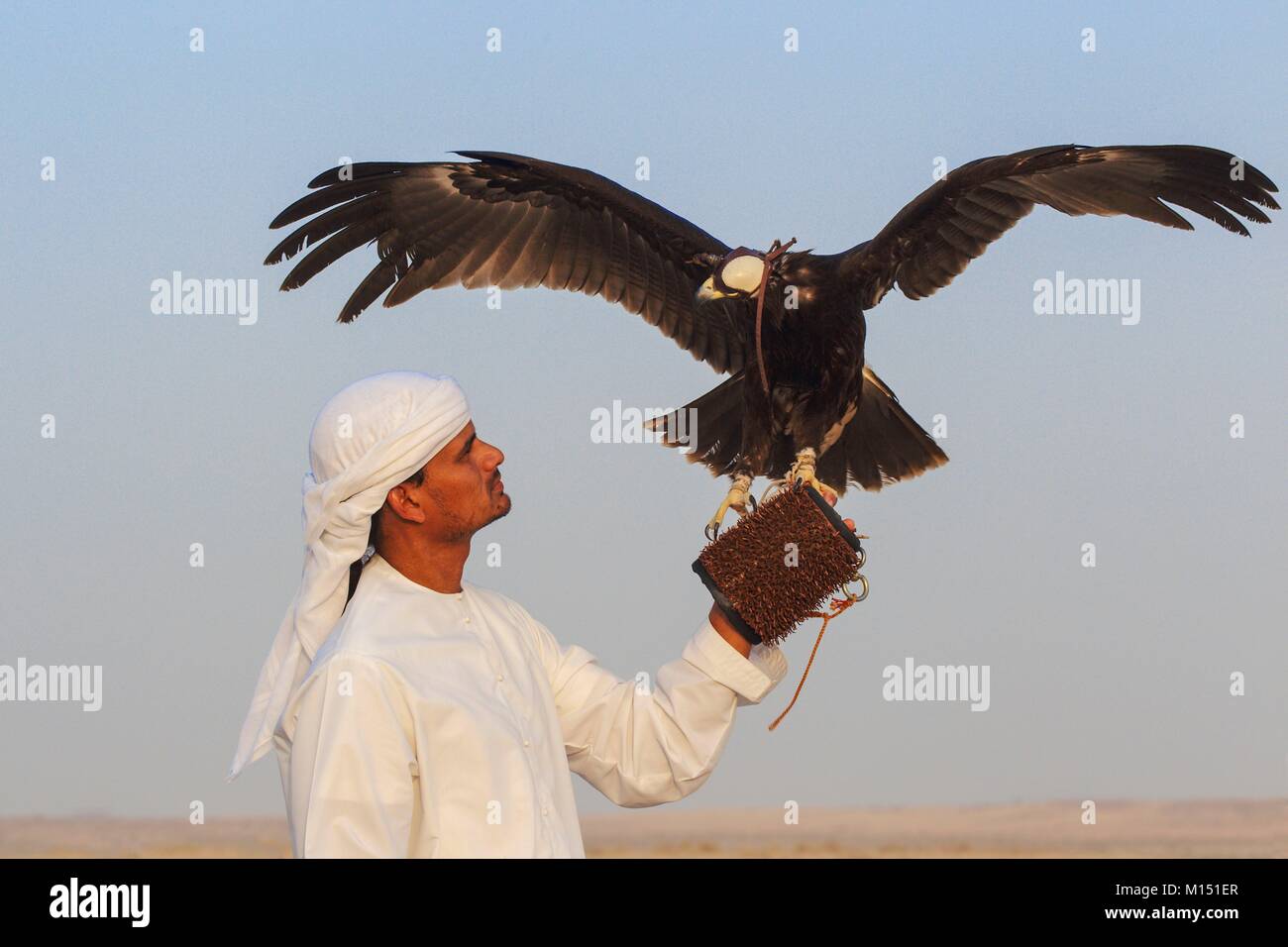 Vereinigte Arabische Emirate, falconnery in Dubai Stockfoto