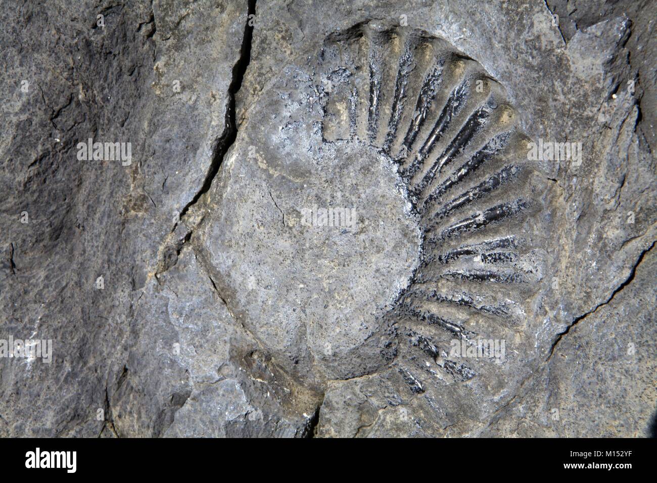 Frankreich, Alpes de Haute Provence, Digne-les-Bains, Blayeul Massiv, Geologische Reserve, ammoniter Platte Stockfoto