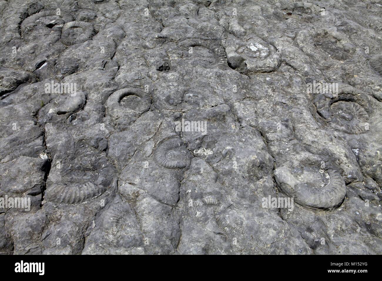 Frankreich, Alpes de Haute Provence, Digne-les-Bains, Blayeul Massiv, Geologische Reserve, ammoniter Platte Stockfoto