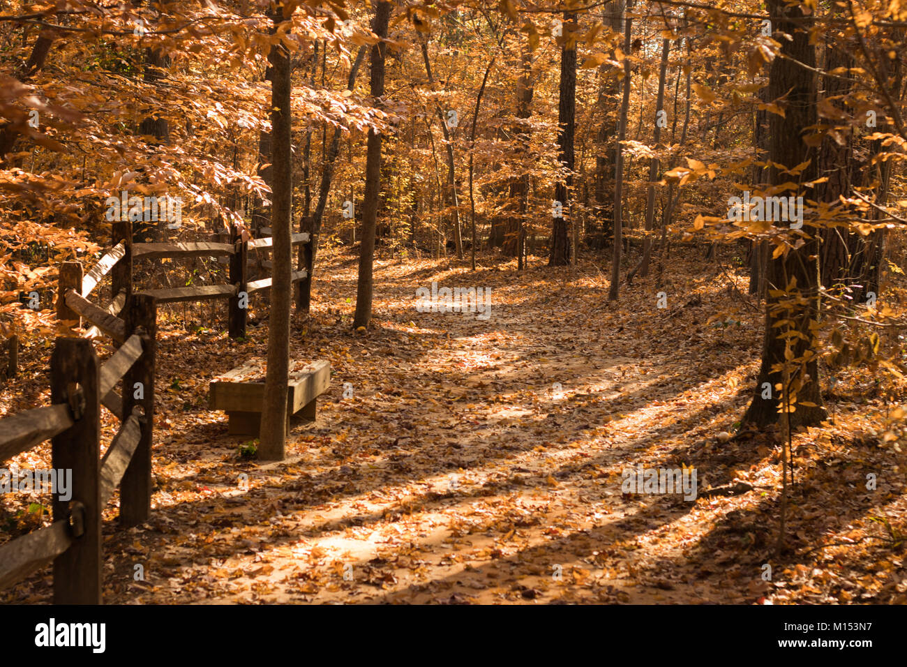 Weg mit Herbstfarben in Cape Fear Botanical Garden Stockfoto