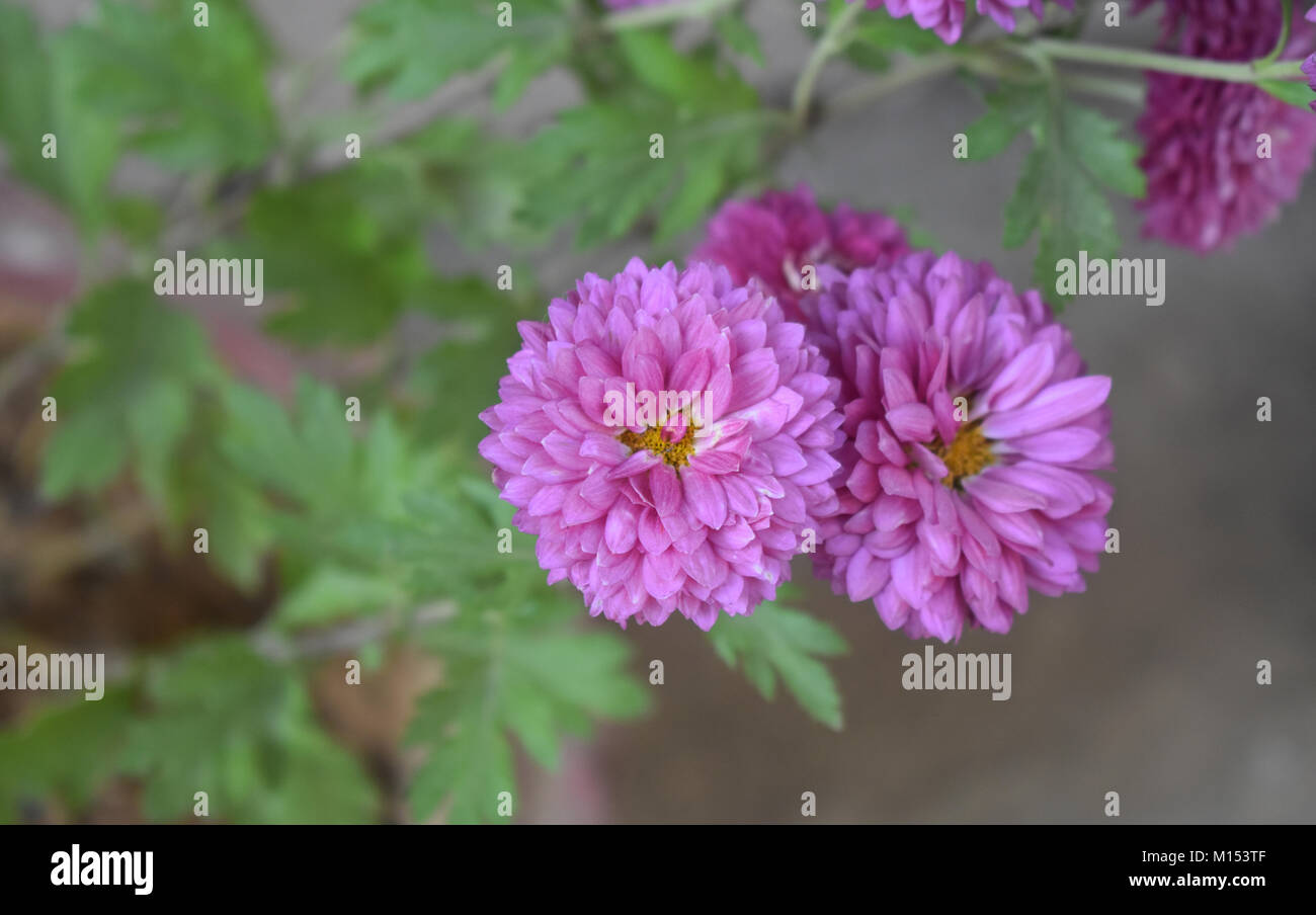 Rosa birgt die Konnotation von Anmut und Eleganz Stockfoto