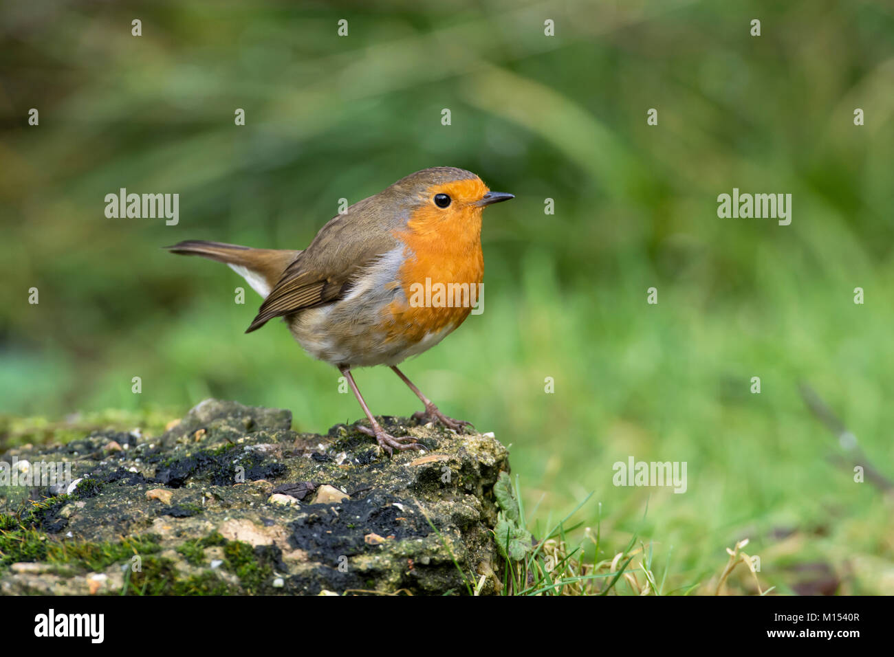 Robin (Erithacus Rubecula) Stockfoto