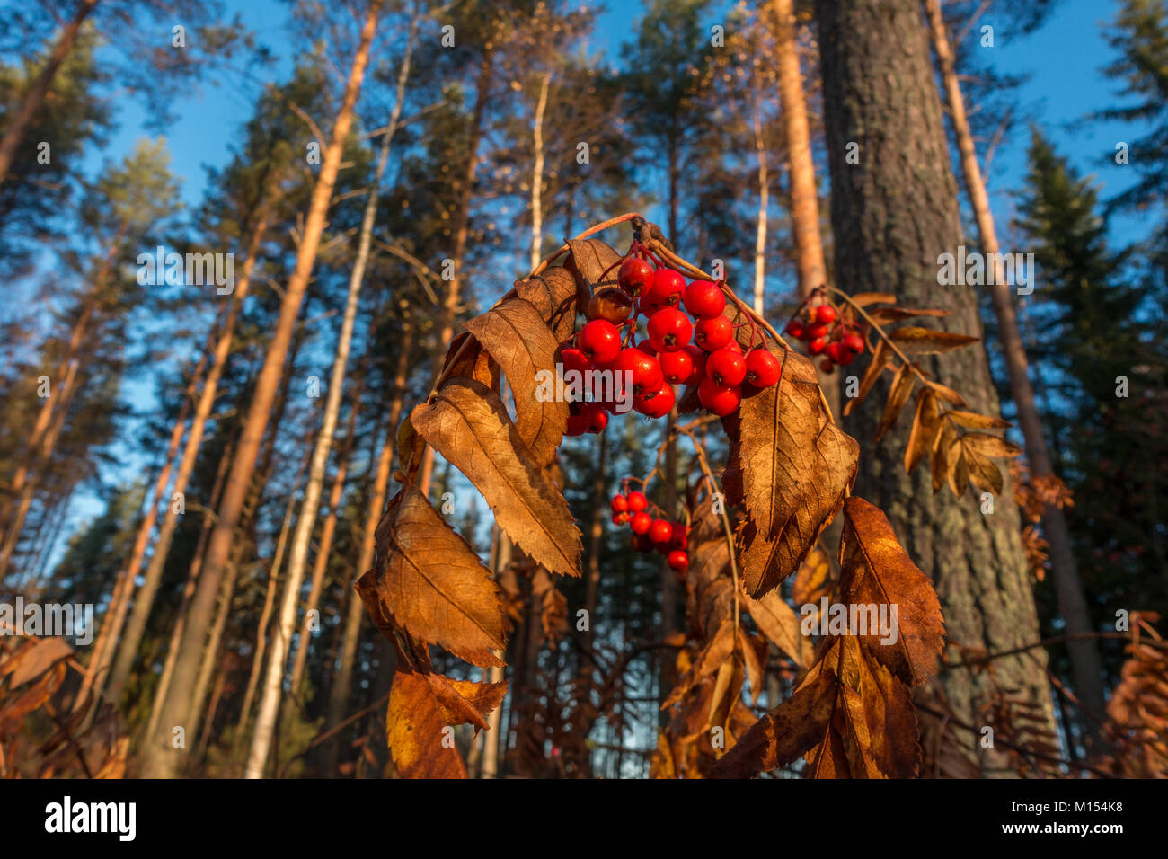 Herbstliche finnische Szene der roten Vogelbeeren mit Pinien, Finnland Stockfoto