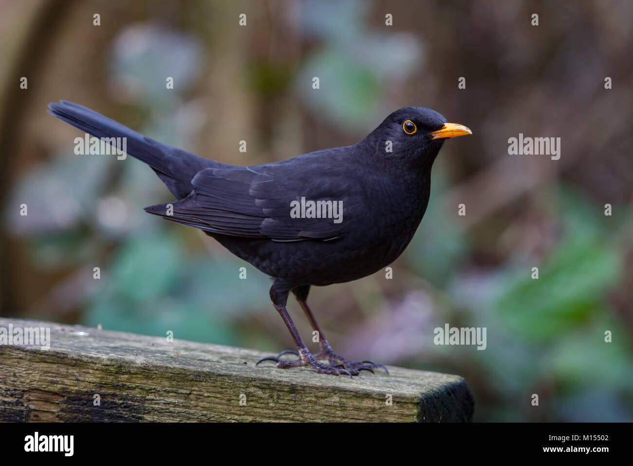 Amsel. Turdus merula einzigen männlichen Erwachsenen. Winter. Britische Inseln Stockfoto