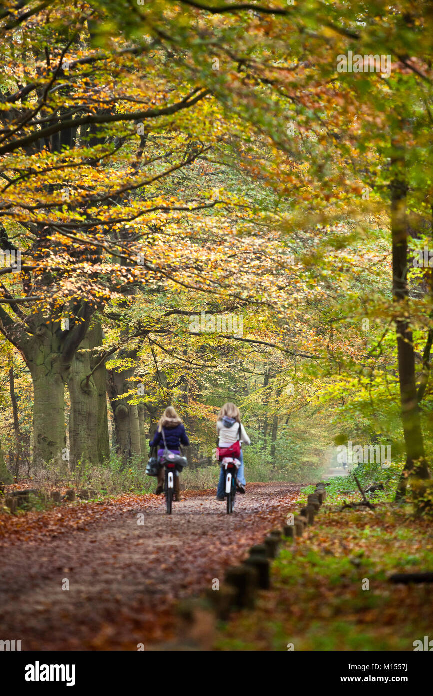 Die Niederlande, 's-Graveland, Kinder, Mädchen, Radfahren auf Beech Forest Road. Herbst. Ländliche Immobilien Spanderswoud genannt. Stockfoto