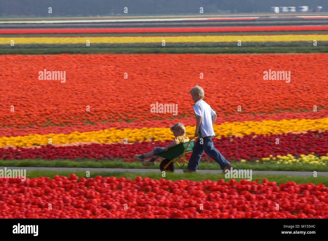 Die Niederlande, Lisse, Jungs, zwischen Tulpenfelder. Stockfoto