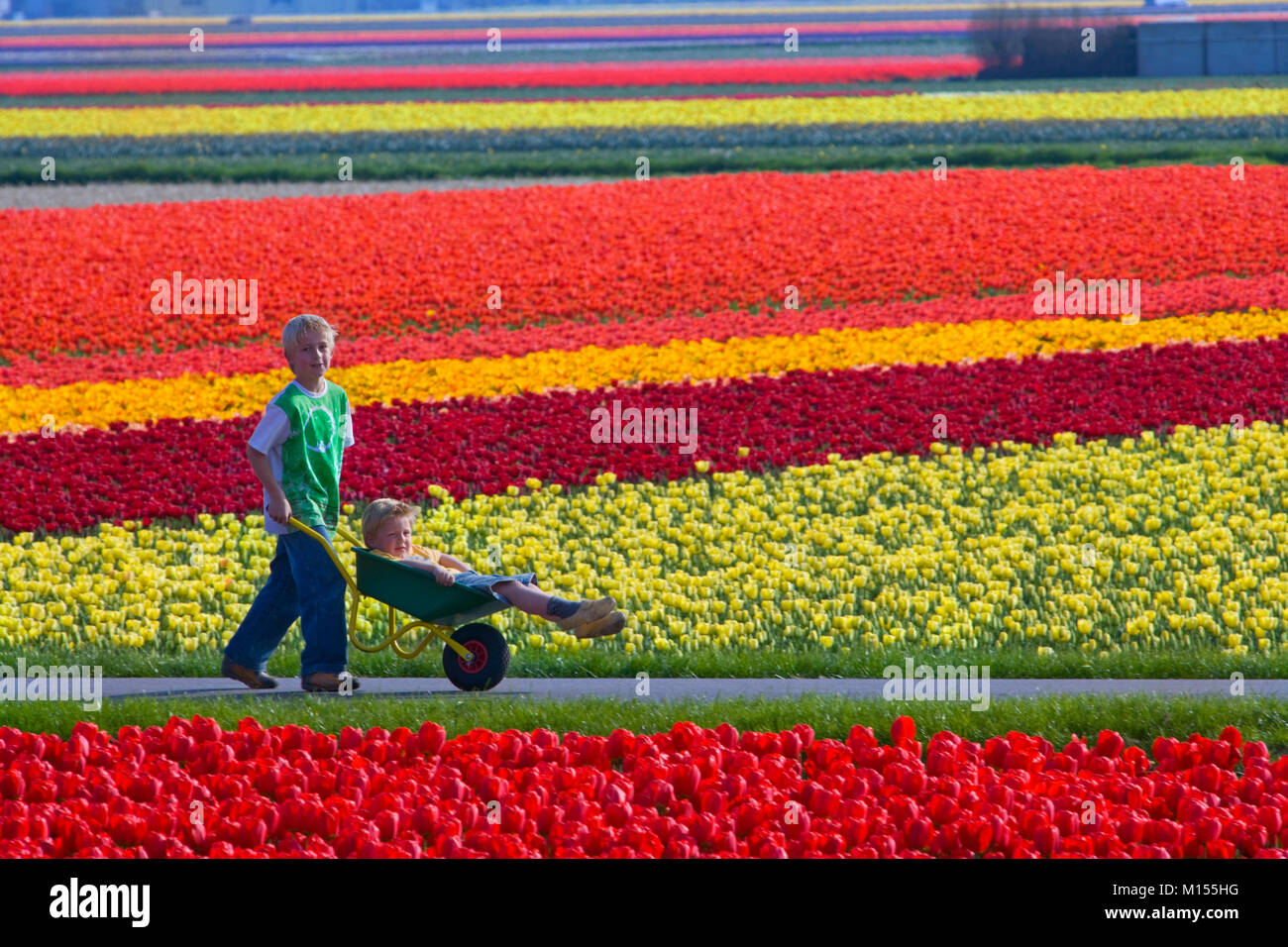 Die Niederlande, Lisse, Jungen spielen mit schubkarre zwischen Tulpenfelder. Stockfoto