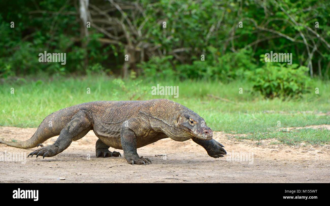 Angriff auf Komodo Waran (Varanus komodoensis). Dragon läuft auf Sand. Es ist die größte lebende Echse der Welt, Indonesien. Insel Rinca Stockfoto