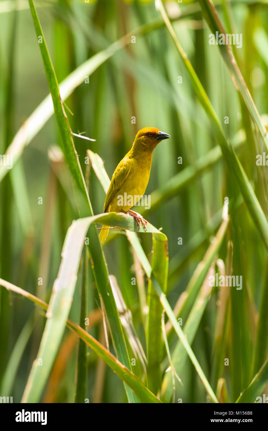 Ost- oder Afrikanischen golden Weaver (Ploceus subaureus), zentrale Kenia, Ostafrika Stockfoto