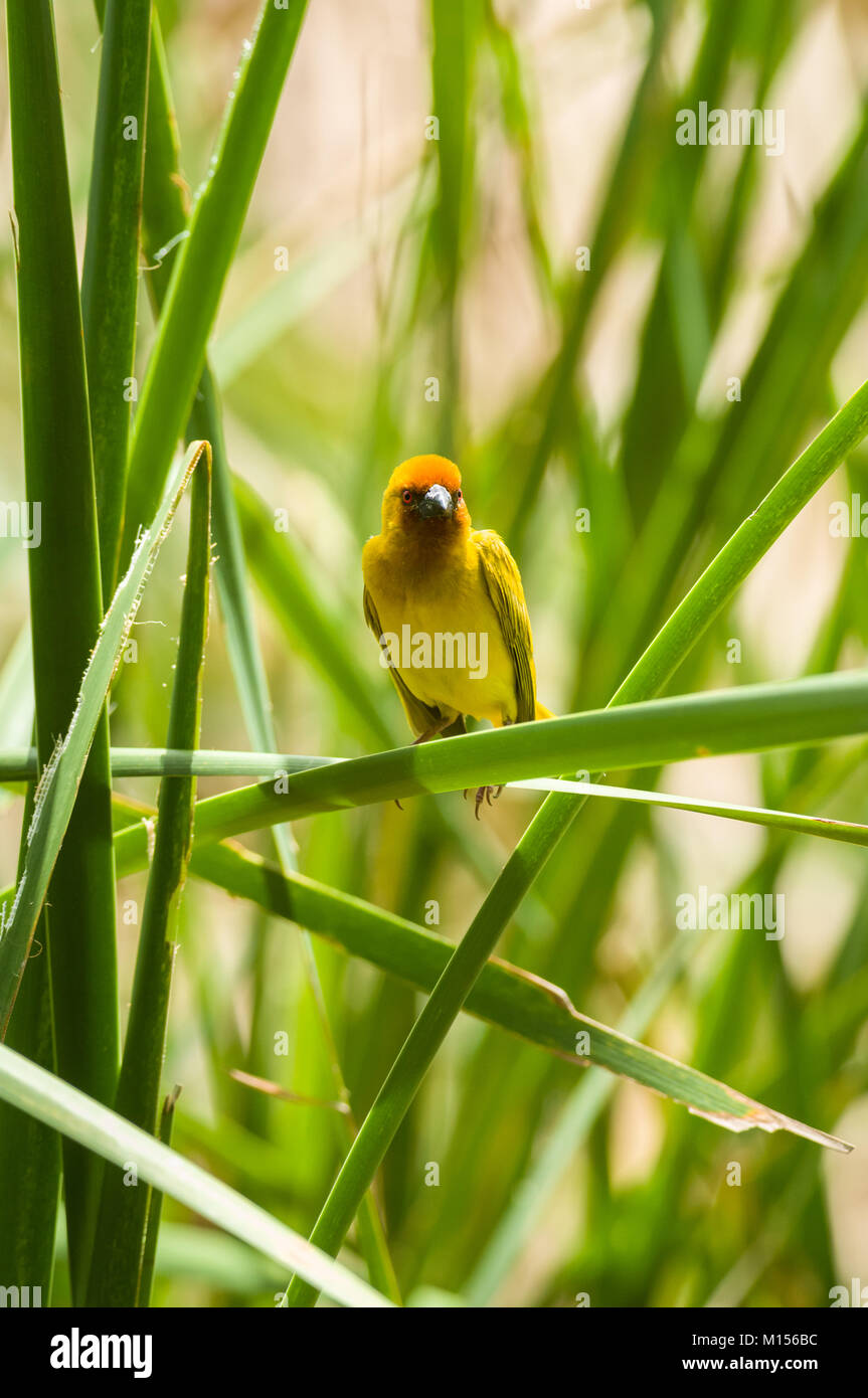 Ost- oder Afrikanischen golden Weaver (Ploceus subaureus), zentrale Kenia, Ostafrika Stockfoto