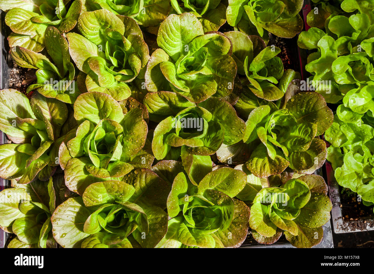Kopfsalat Pflanzen wachsen Fächer für die Produktion der einzelnen Salatköpfe Stockfoto