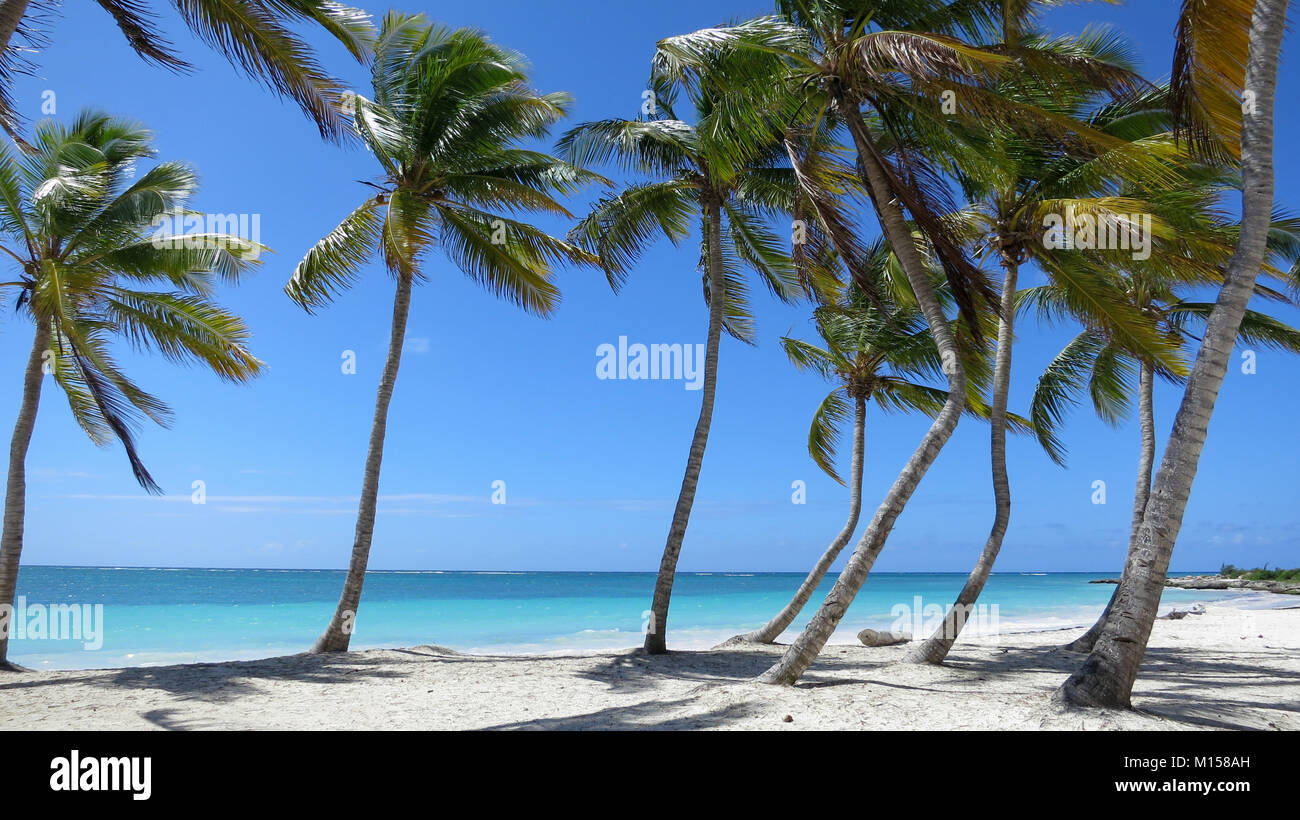 Palmen gesäumten Strand in Punta Cana, Dominikanische Republik Stockfoto