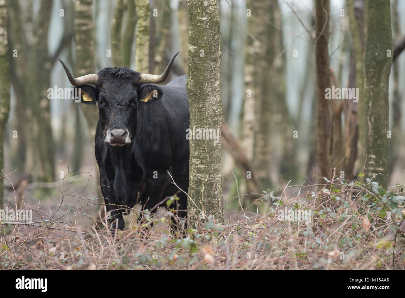 Aurox. Bos taurus primigenius. Stockfoto
