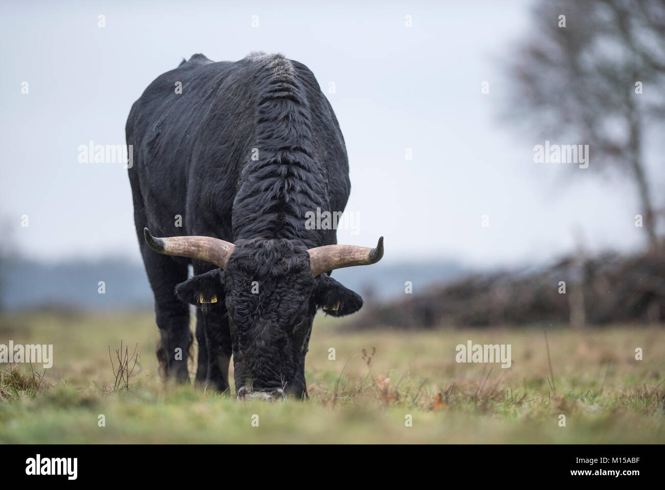 Aurox. Bos taurus primigenius. Stockfoto