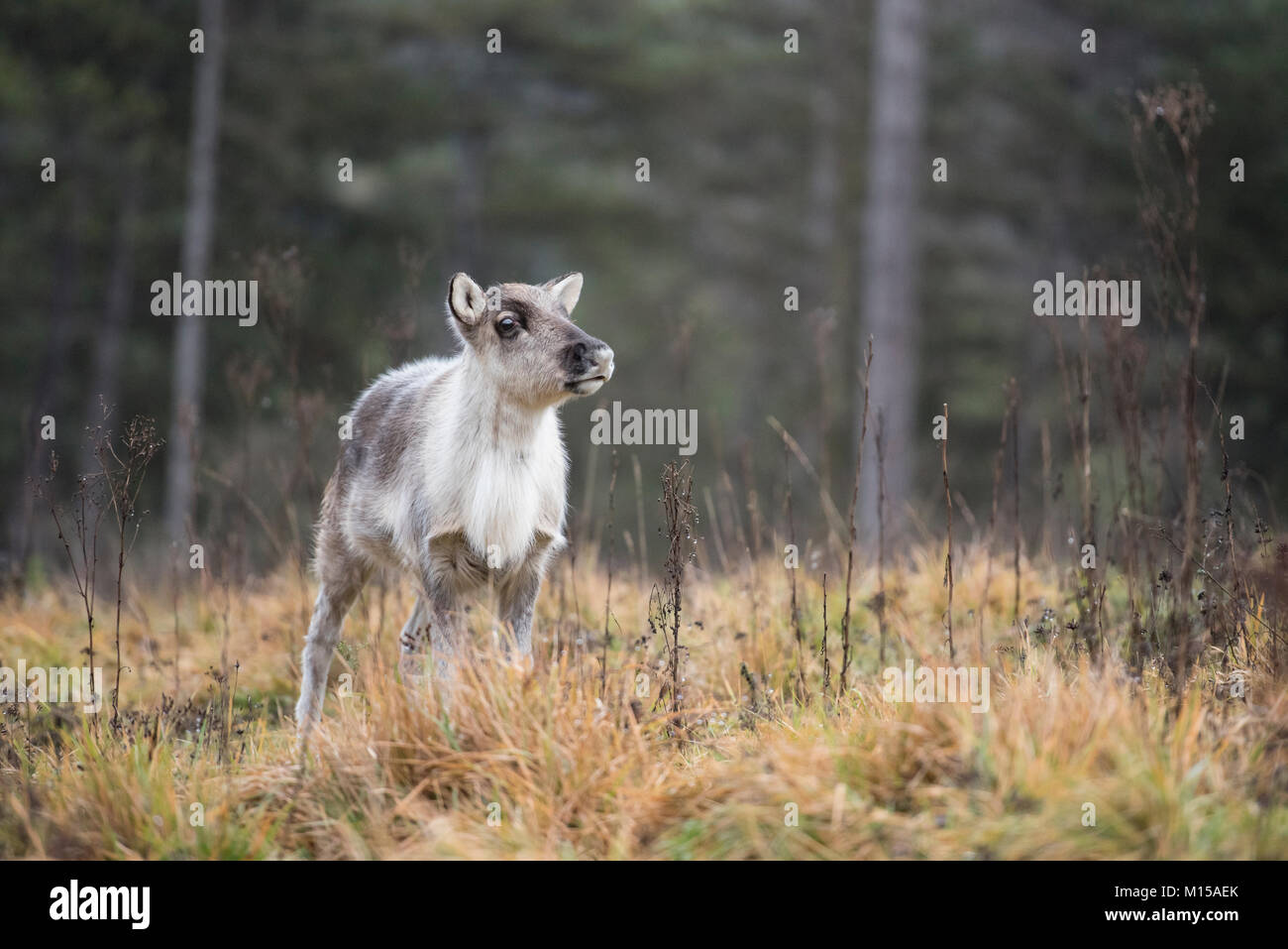 Rentier, Rangifer tarandus Stockfoto