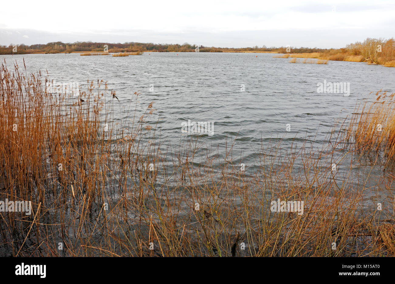 Eine Ansicht von Rockland Breiten im Winter auf der Norfolk Broads an der Rockland St Mary, Norfolk, England, Vereinigtes Königreich. Stockfoto