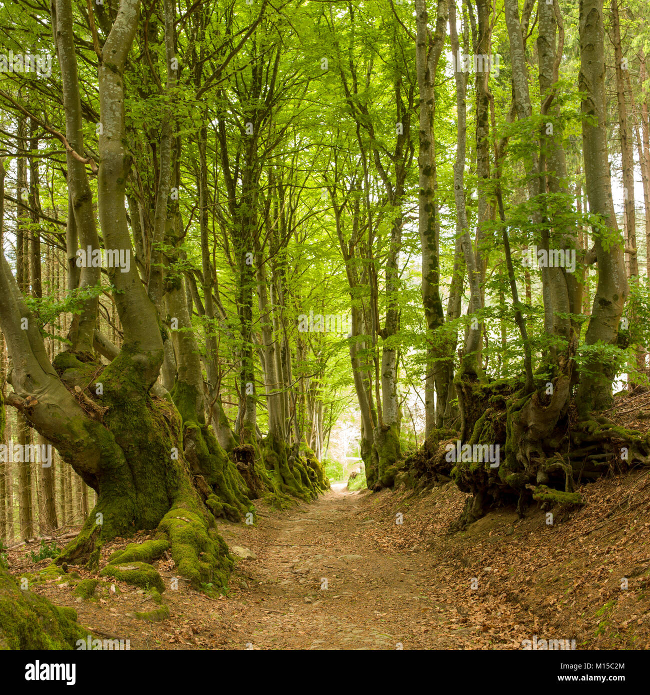 Wald Weg mit alten Buche von Bäumen, Puy de Dome, Auvergne, Frankreich Stockfoto