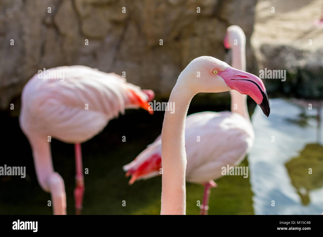 Detail der schönen Flamingo phoenicopterus Vogel Leiter, rosa Farbe,  Porträt Stockfotografie - Alamy