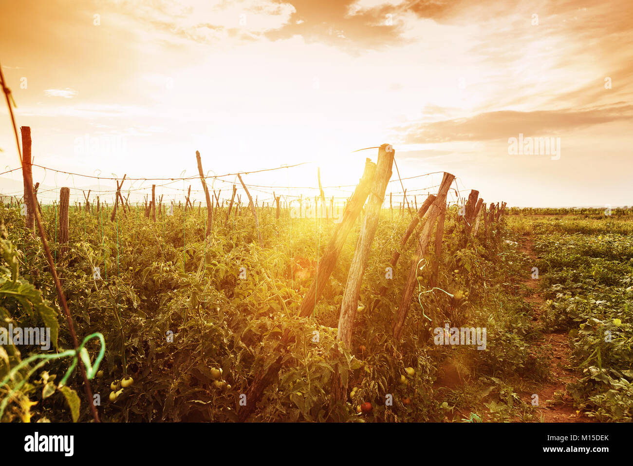 Tomaten Pflanzen in Abendsonne Stockfoto