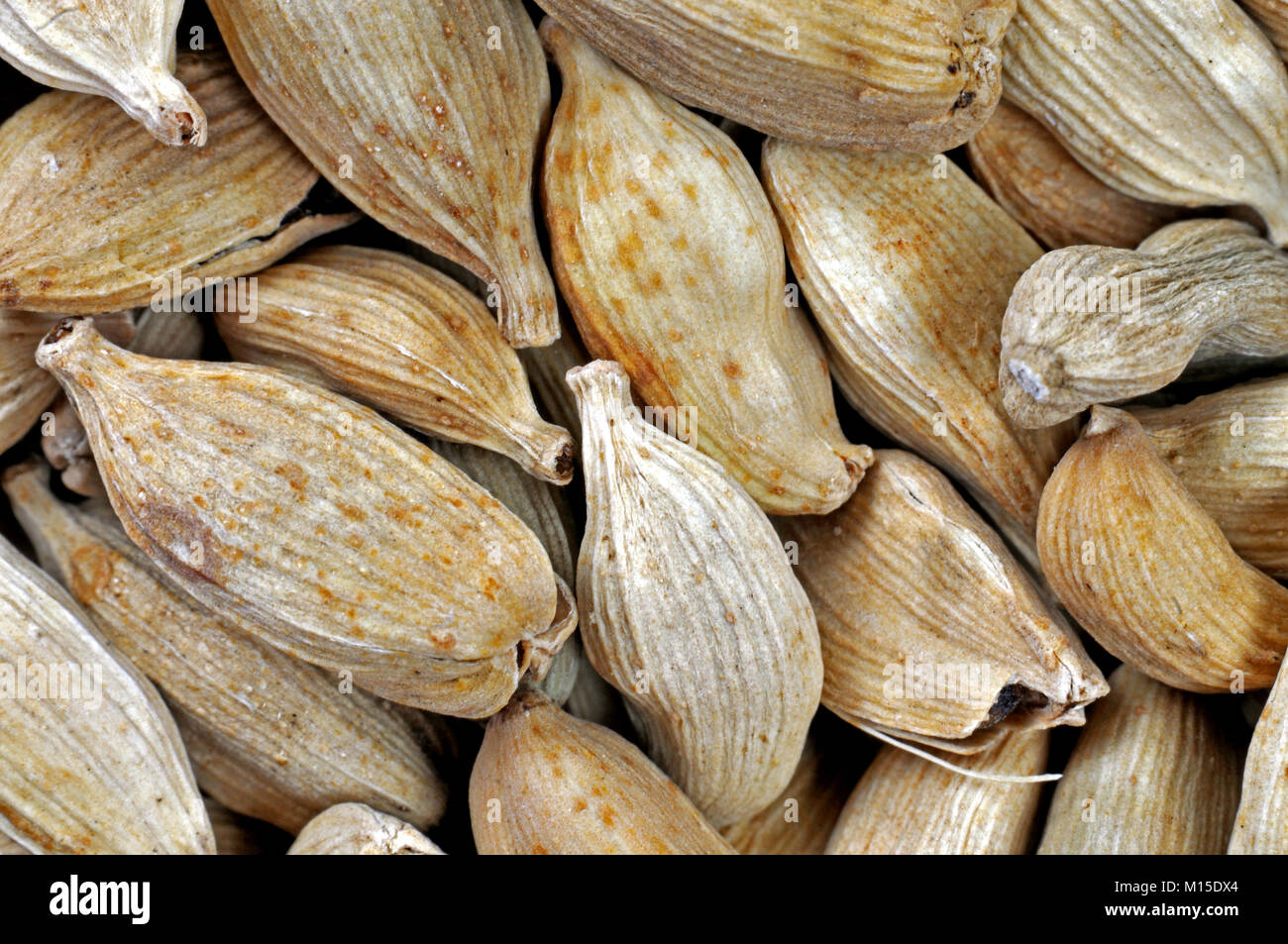 Getrocknete Kardamomen Stockfoto