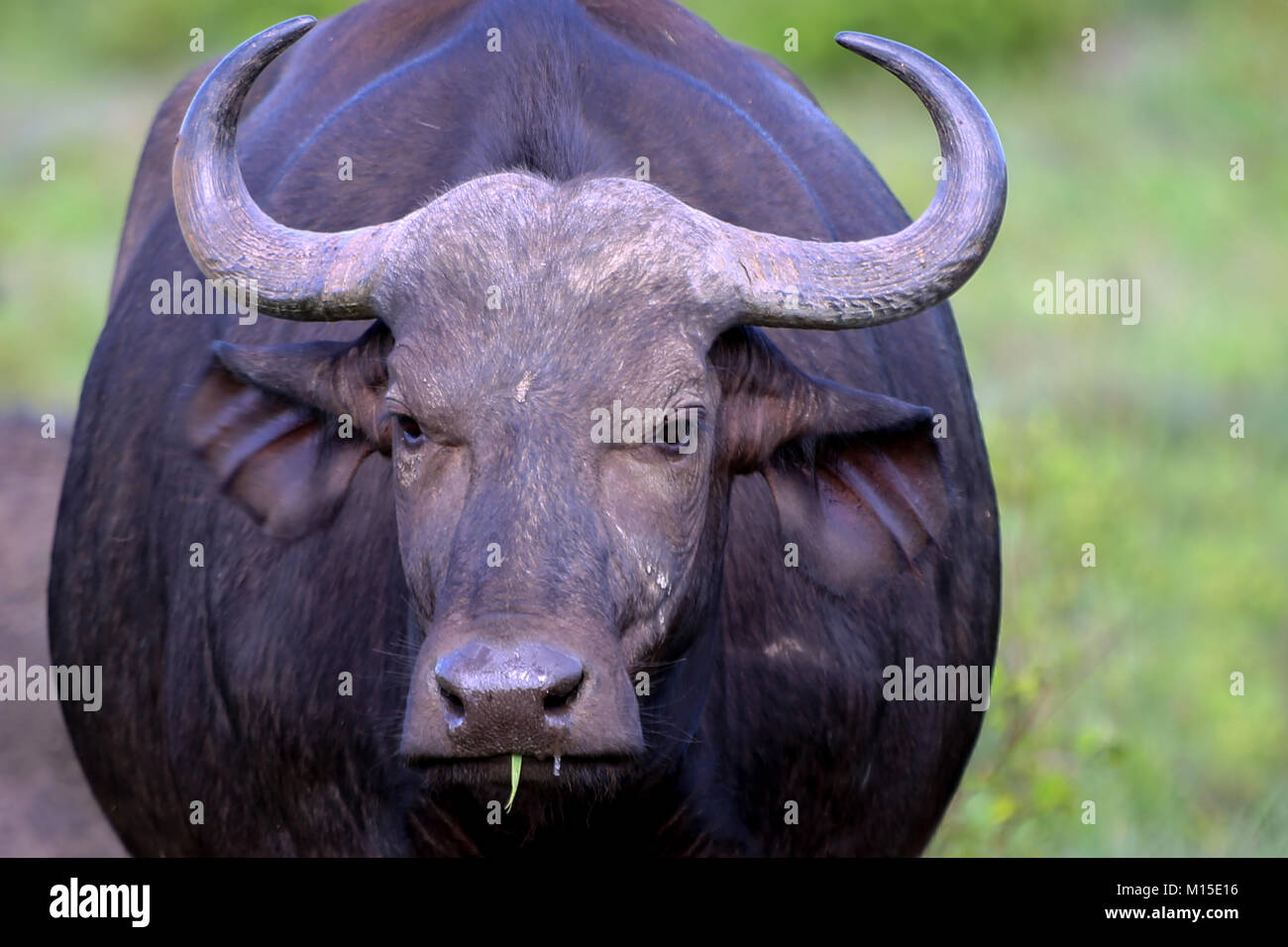Close-up Kopf geschossen der afrikanischen Büffel weiblich essen Gras mit unscharfen Grünland Hintergrund Stockfoto