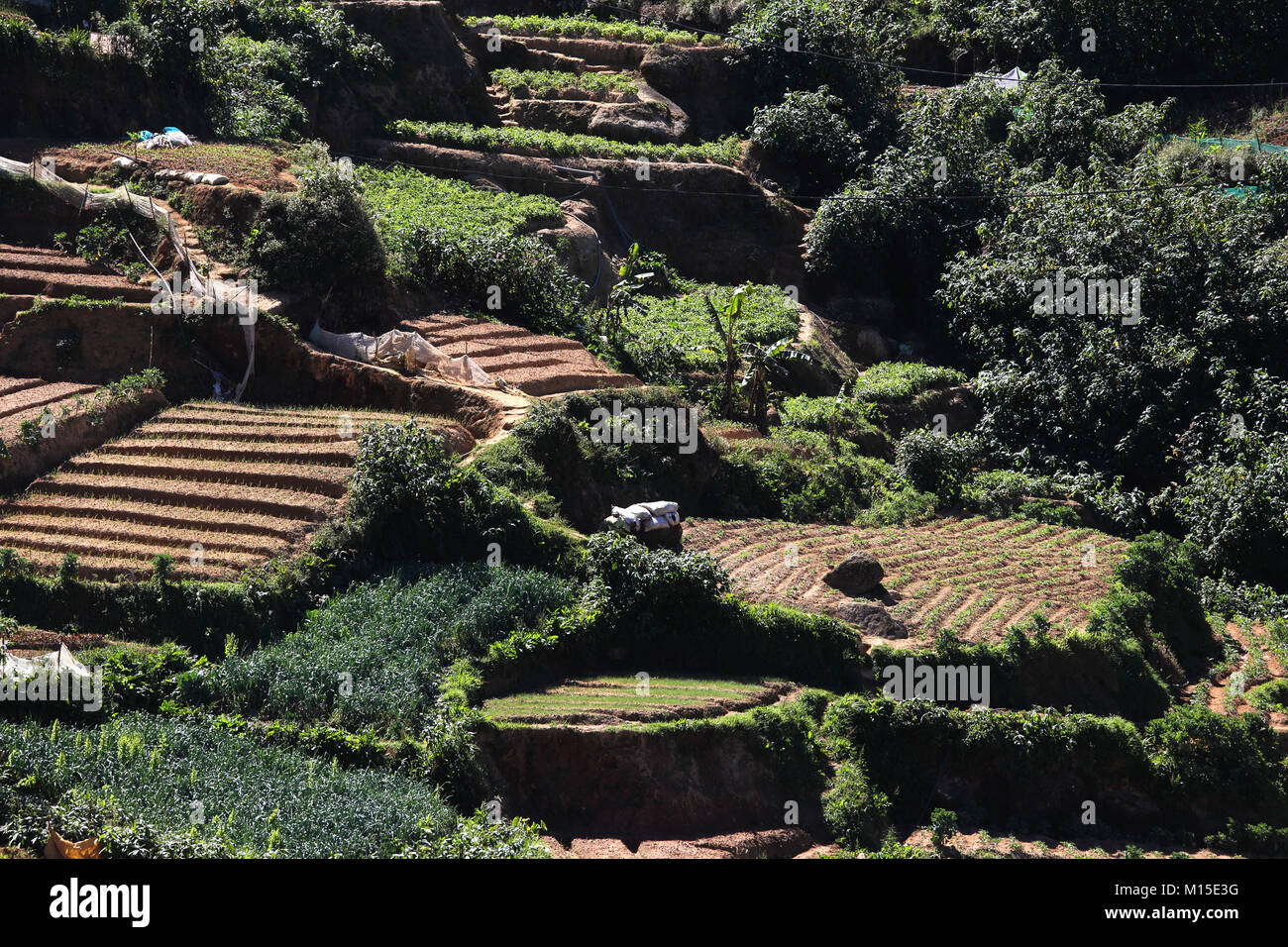 Teeplantage Nuwara Eliya Hill Country zentrale Provinz Sri Lanka Terrassen Stockfoto