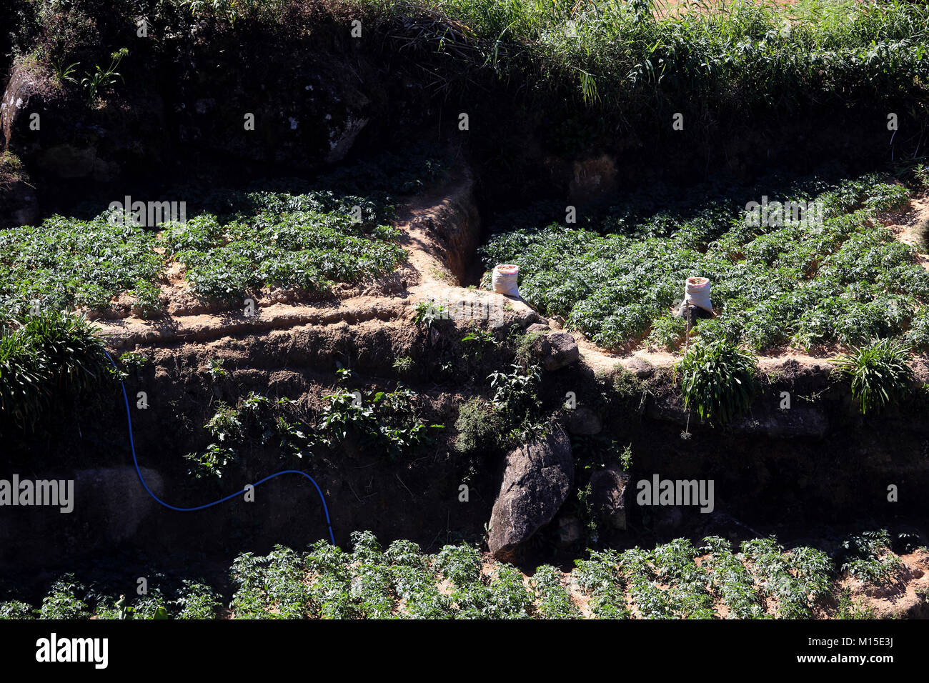 Tee-Plantage Nuwara Eliya Hügel Land Zentralprovinz SriLanka Stockfoto