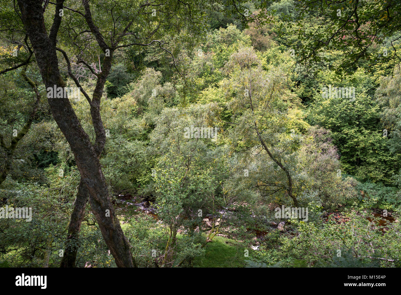 Schönen Wäldern in Gunnerside Beck in Swaledale, North Yorkshire, England. Stockfoto