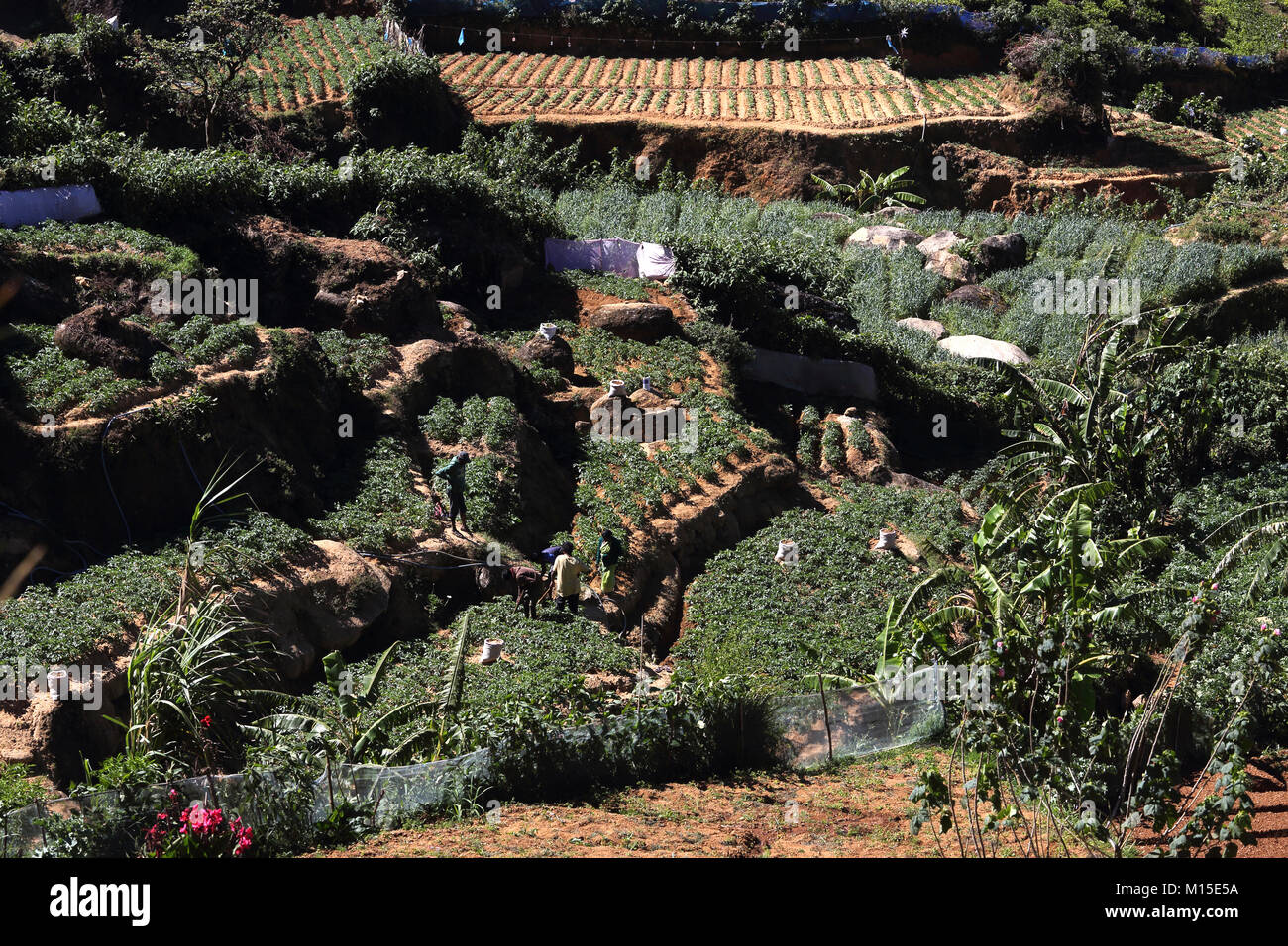 Tee-Plantage Nuwara Eliya Hügel Land Zentralprovinz SriLanka Stockfoto