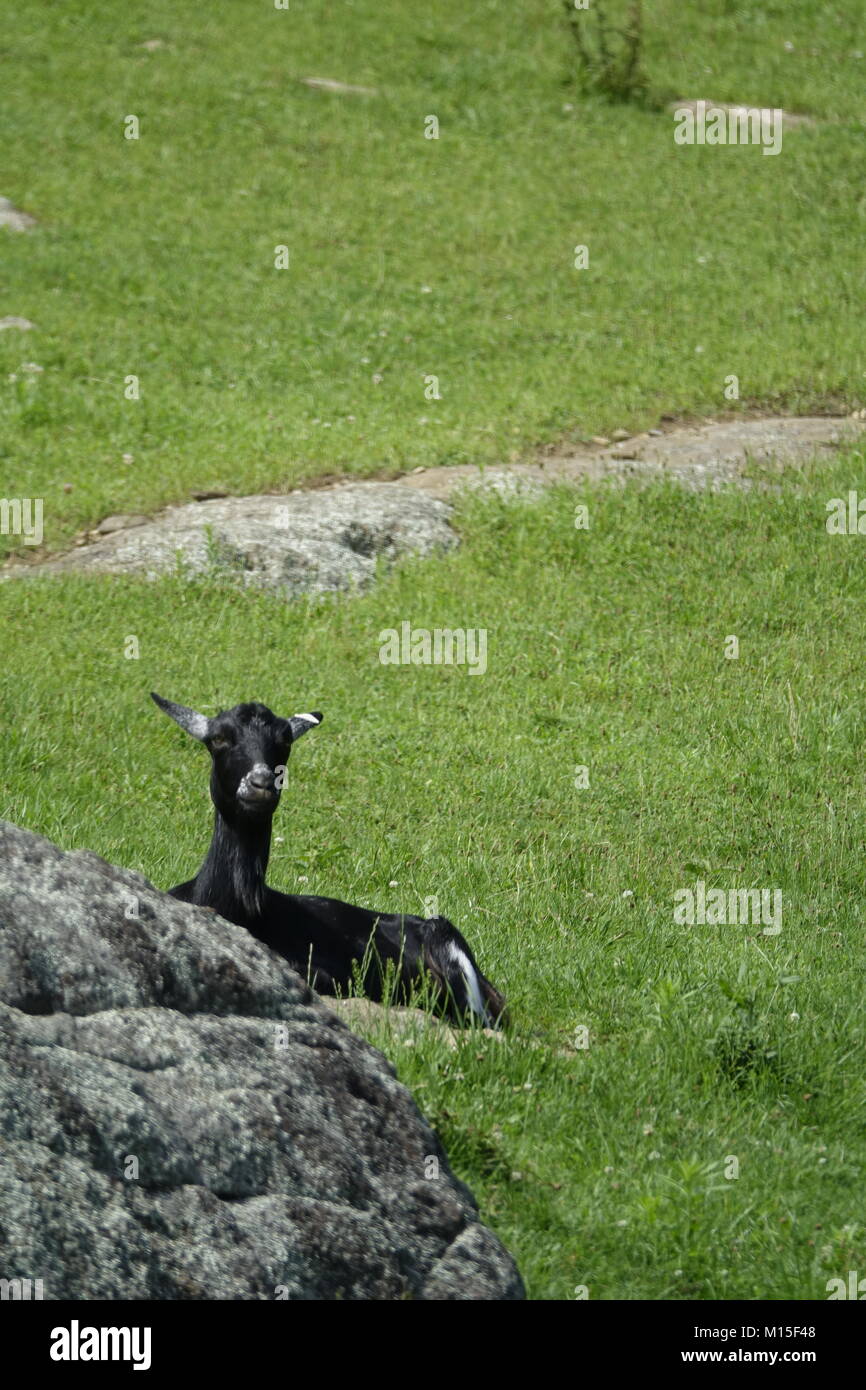 Einzelne schwarze Ziege im Gras sitzen - Vertikal Stockfoto