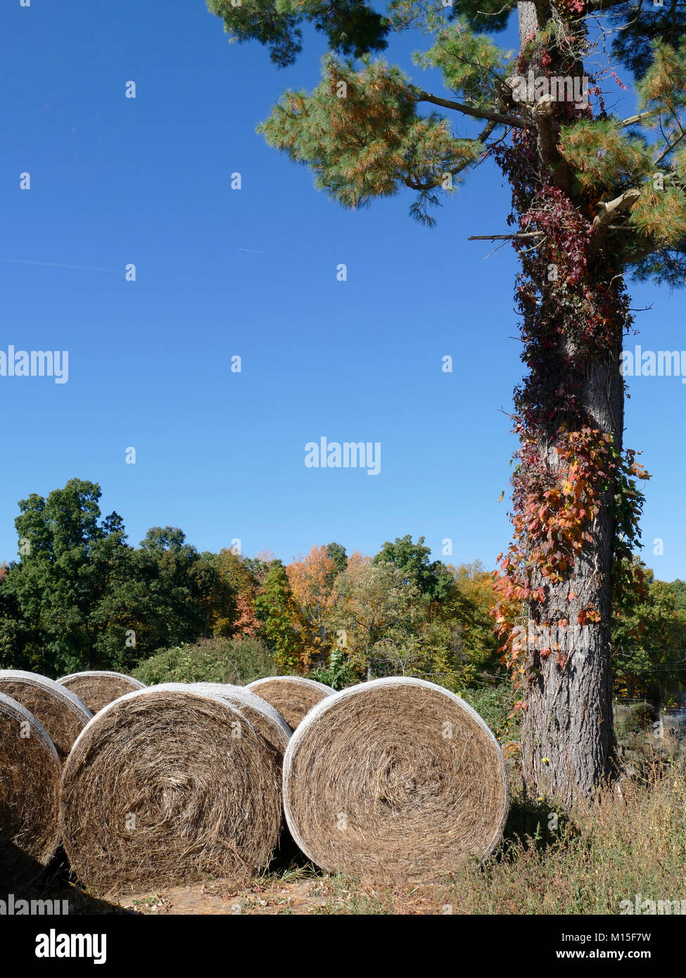 Aufgerollte Heu außerhalb neben einem Baum Stockfoto