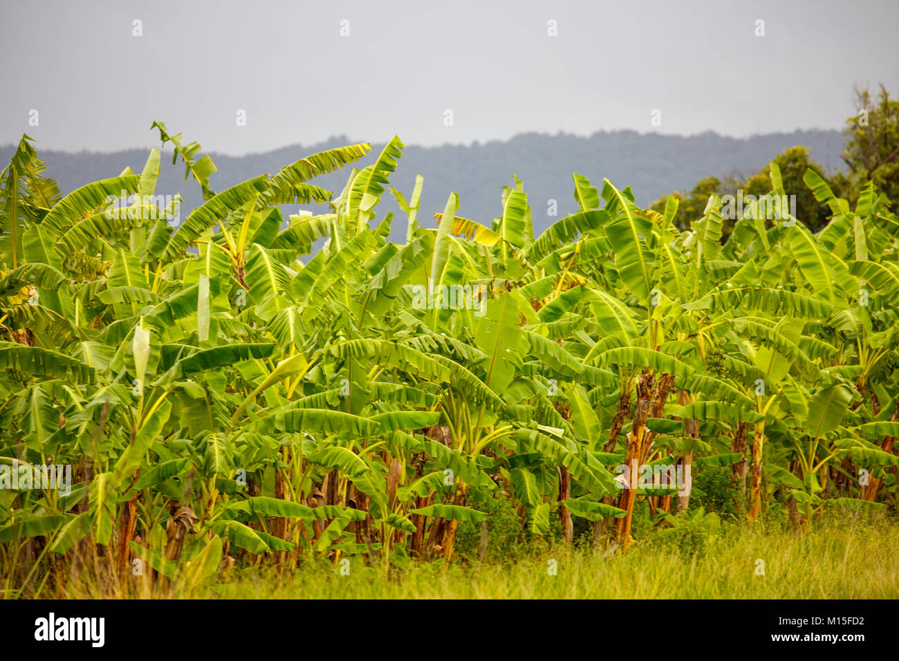Bananenpflanzen wachsen in Far North Queensland, Australien Stockfoto
