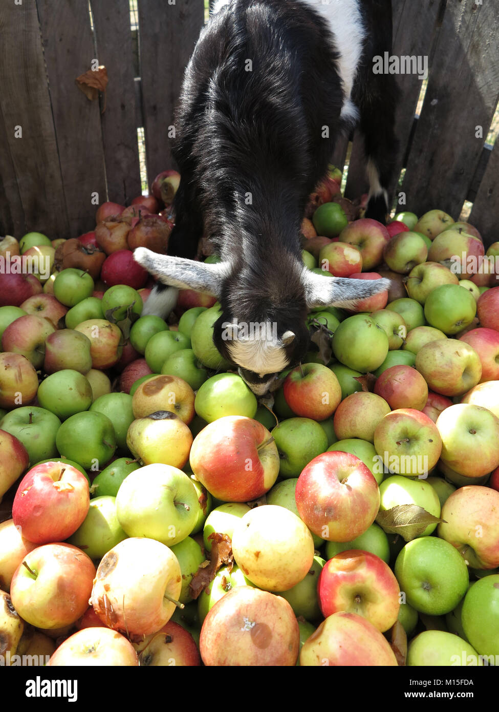 Zwergziegen auf der Suche nach dem perfekten Apple Stockfoto