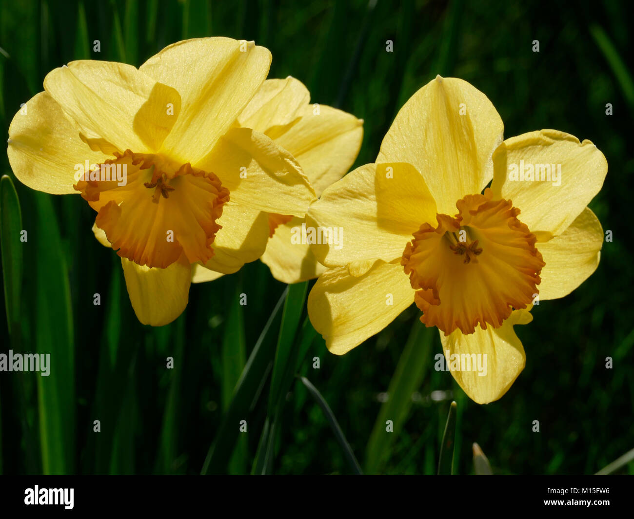 Zwei Narzissen auf einem frühen sonniger Frühlingstag im April Stockfoto