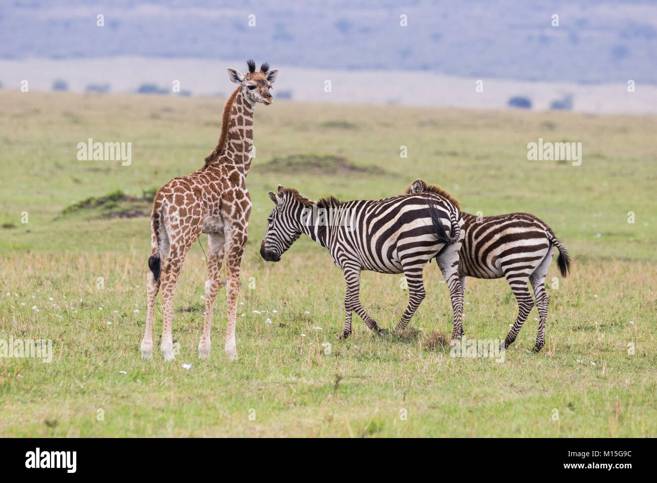 Neugeborenen giraffe steht unter einigen unbekannten Nachbarn. Stockfoto