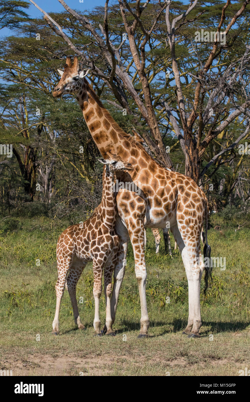 Mutter Giraffe und ihre Nachkommen. Stockfoto