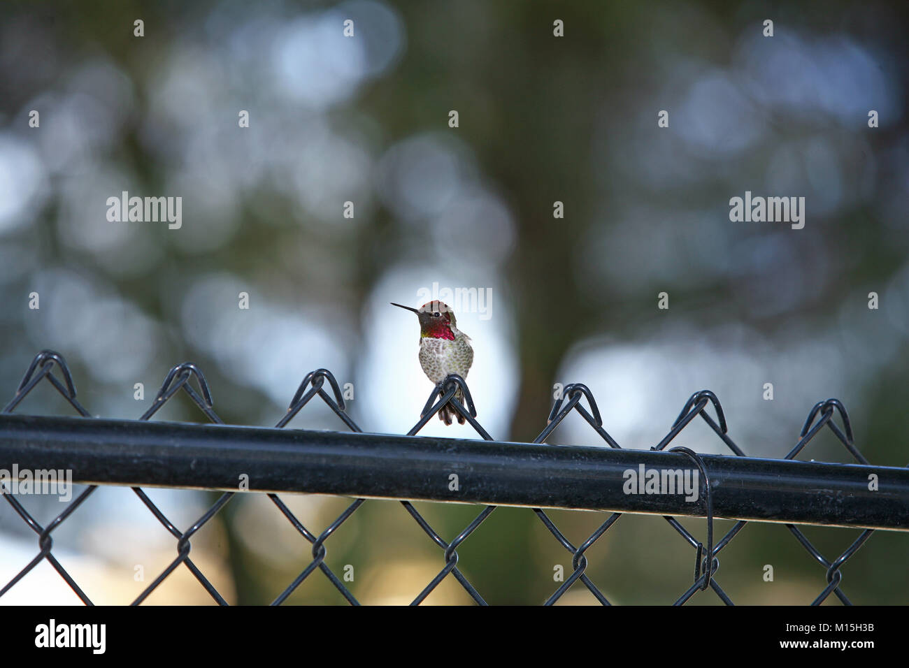 Kolibri auf Maschendrahtzaun in Laguna Niguel CA Stockfoto