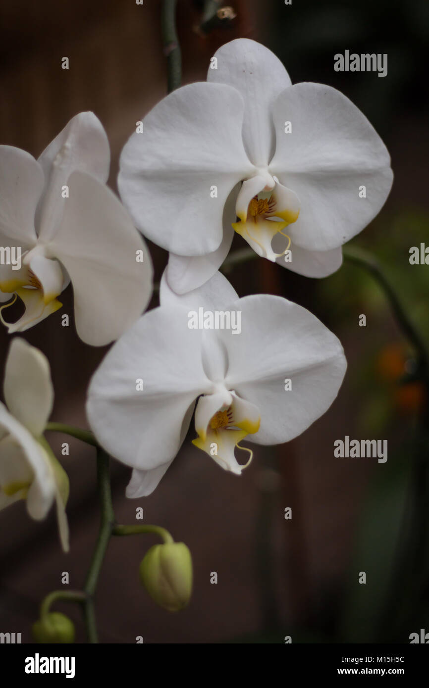 White Moth Orchid Latin' Phalaenopsis' Phal Orchideen Stockfoto