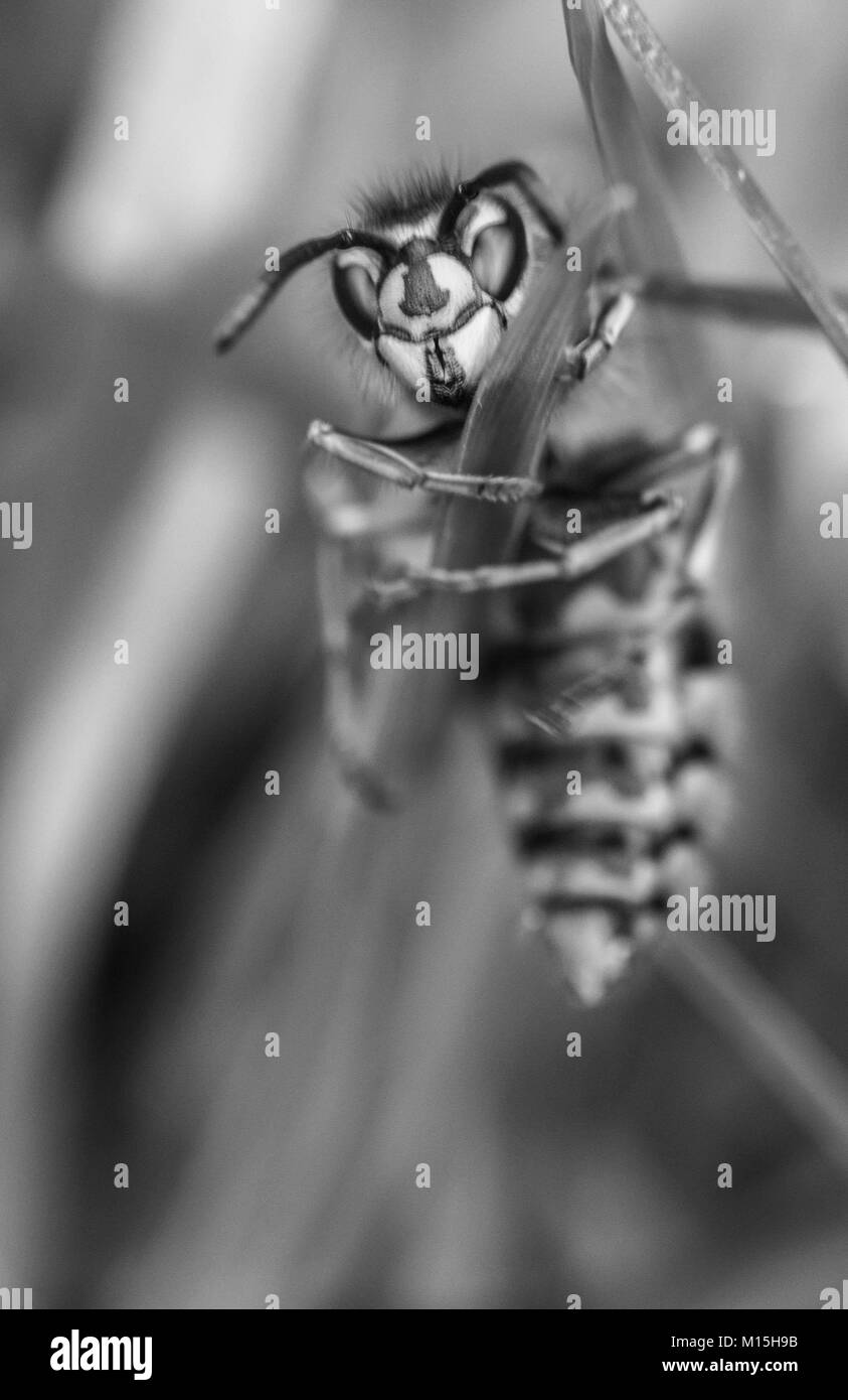 Nahaufnahme der eine Wespe versucht, einen Grashalm zu klettern Stockfoto