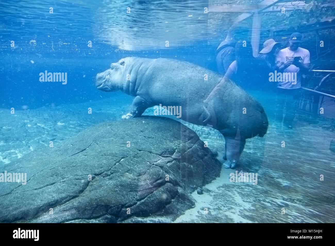 Menschen beobachten Große Flusspferd Hippopotamus amphibius semiaquatic Säugetier beheimatet in Afrika südlich der Sahara unter Wasser San Diego Zoo Tier Lebensraum Gehäuse Stockfoto
