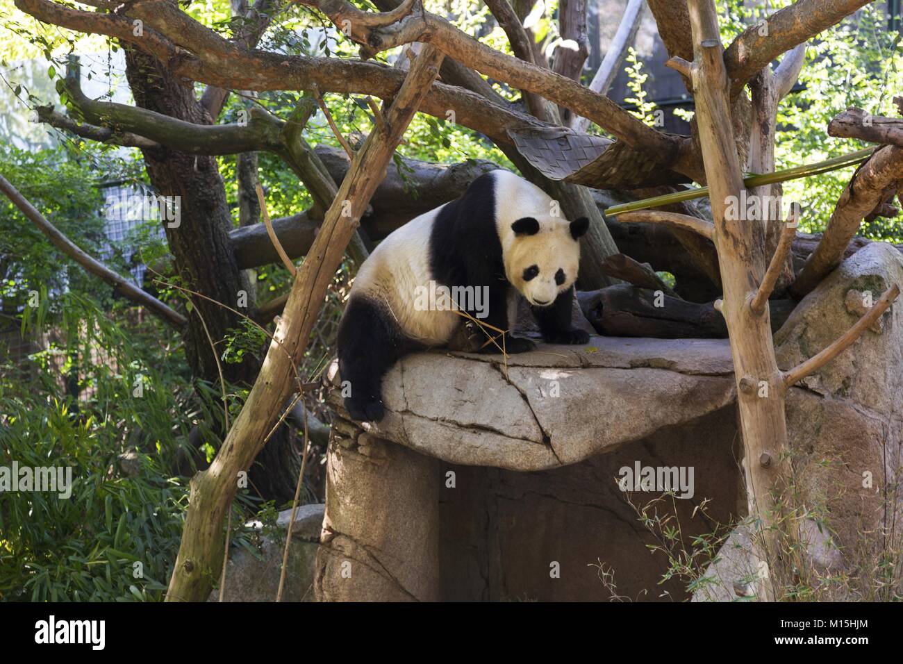 Giant Panda (Ailuropoda melanoleuca) Schwarzer und Weißer Bär Felsklettern im Animal Habitat Enclosure im weltberühmten San Diego Zoo, Kalifornien, USA Stockfoto