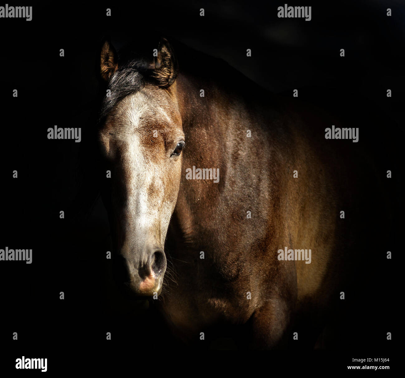 Portrait von Pferd auf dunklem Hintergrund. Blickt in die Kamera Stockfoto
