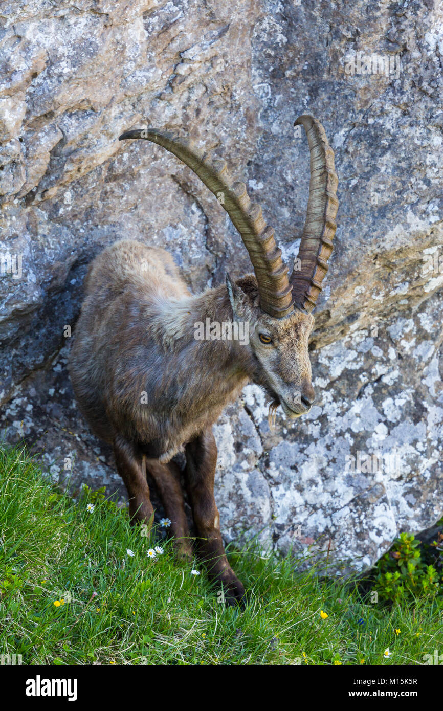 Portrait natürlichen männlichen Steinböcke Steinbock stehend, Rock, Wiese Stockfoto