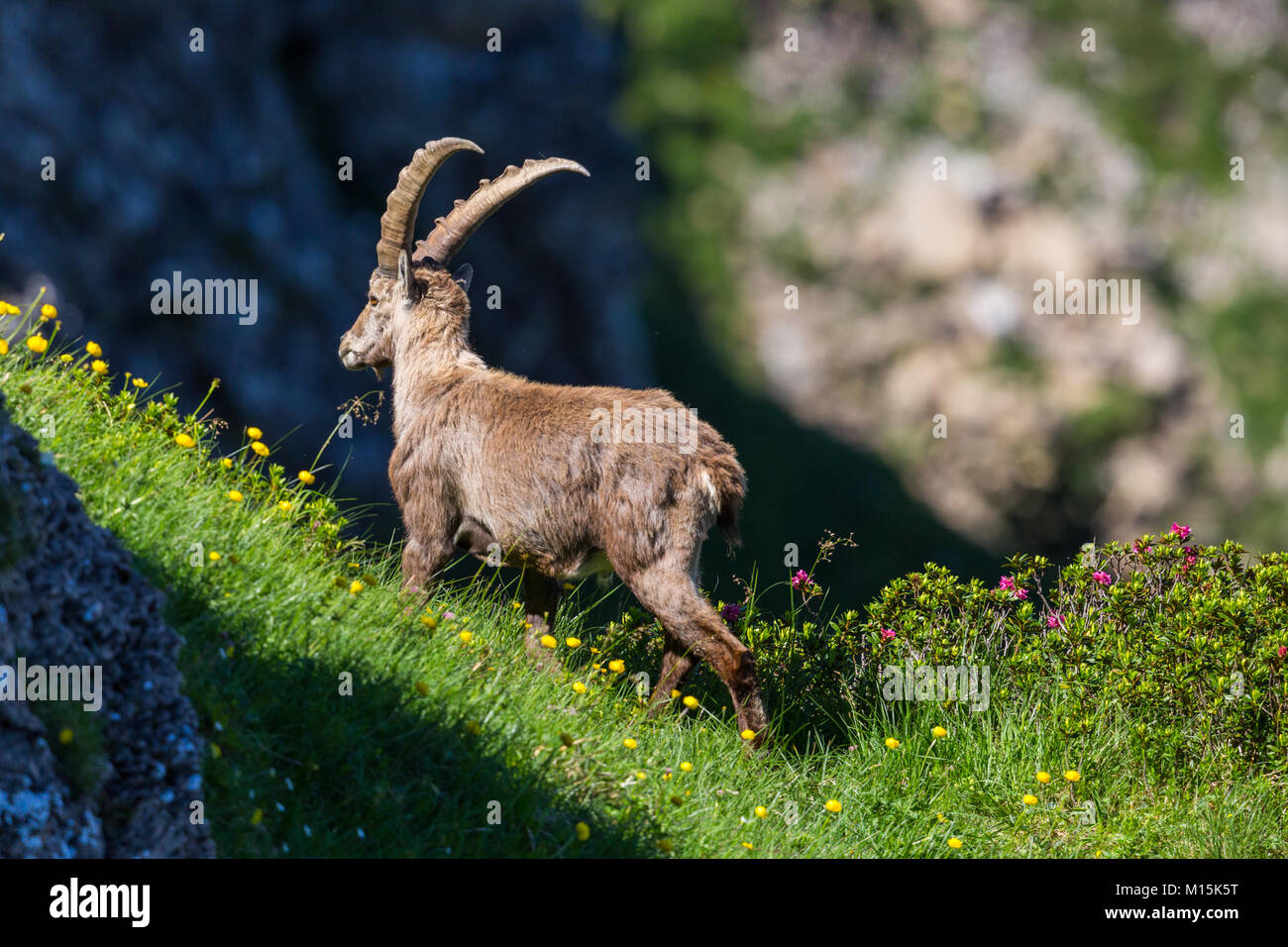 Nach natürlichen männlichen Steinböcke Steinbock stehend in grüne Wiese, Sonne, Schatten Stockfoto