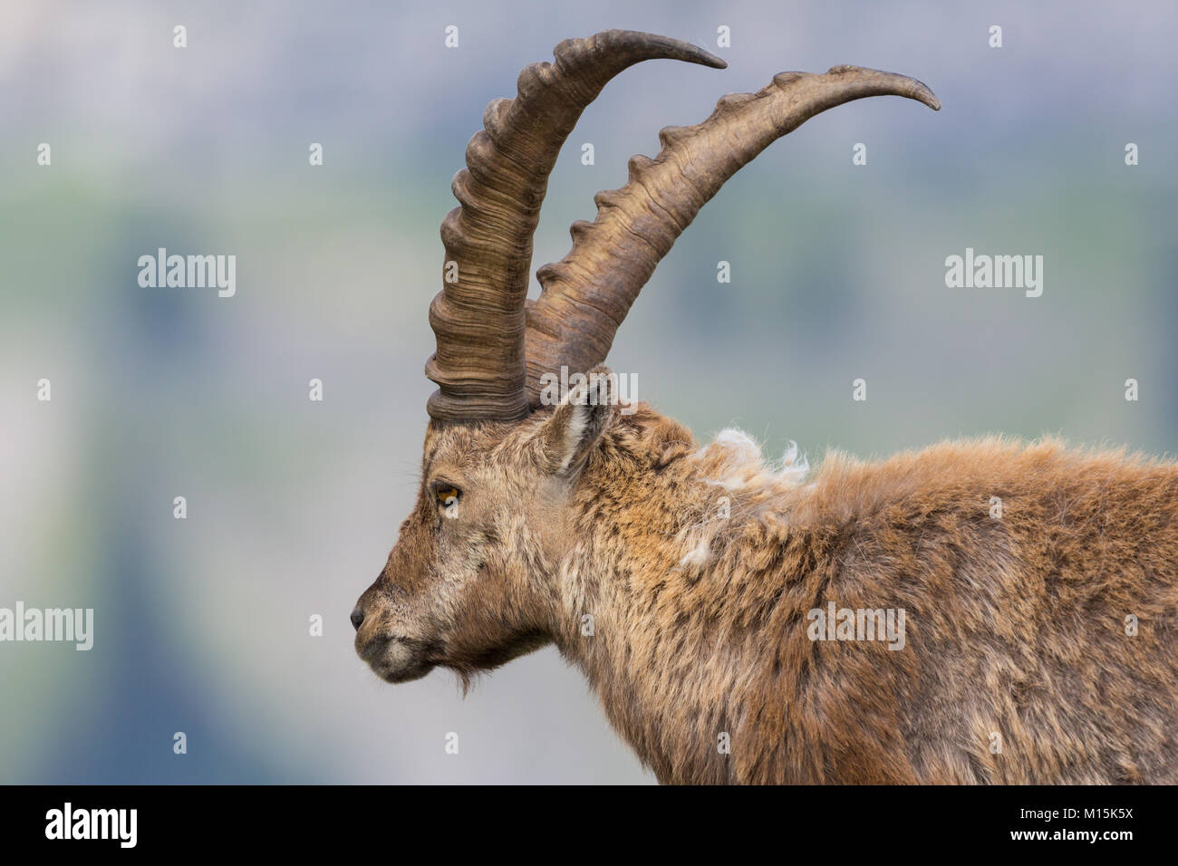 Detaillierte Seitenansicht portrait männlichen natürlichen Steinbock Steinbock Stockfoto