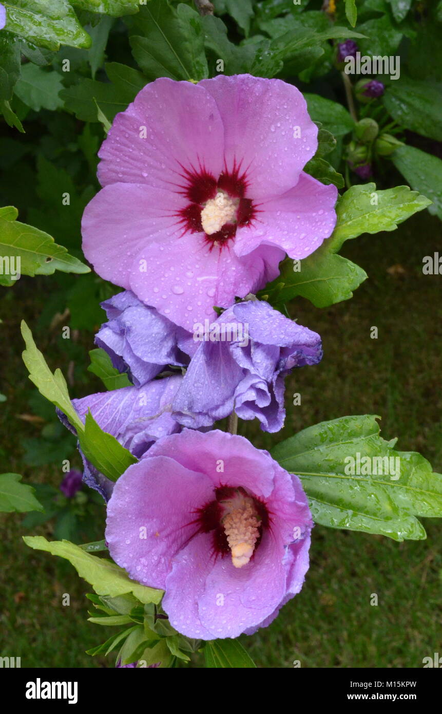 Leuchtend rosa große Blume lila Hibiskus auf grüne Natur Hintergrund Stockfoto