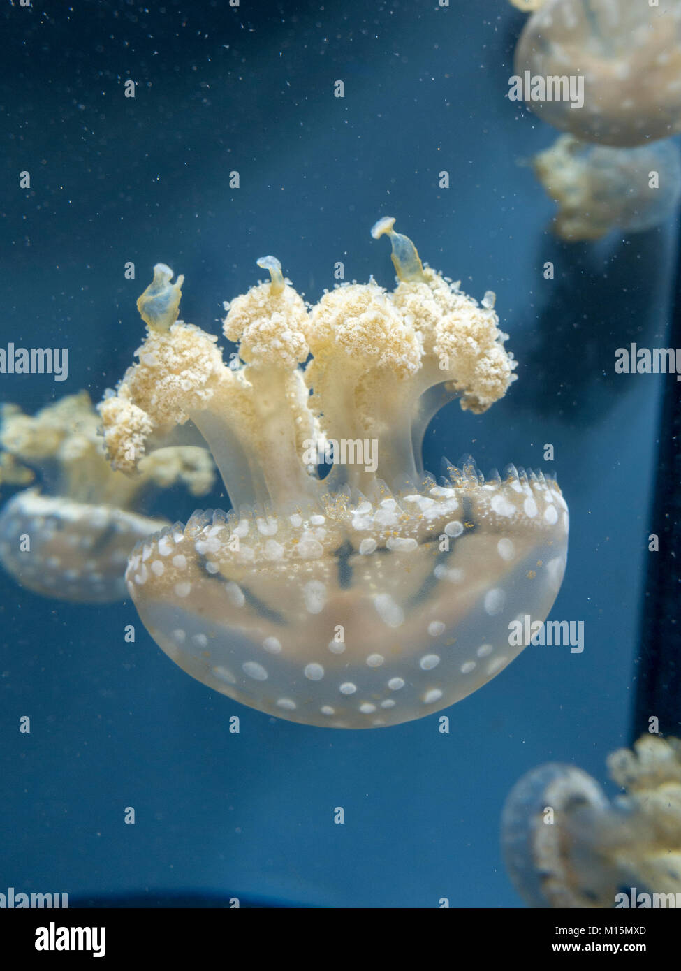 Eine gefleckte Lagune Quallen auf Anzeige in der National Aquarium, Baltimore, Maryland, USA. Stockfoto