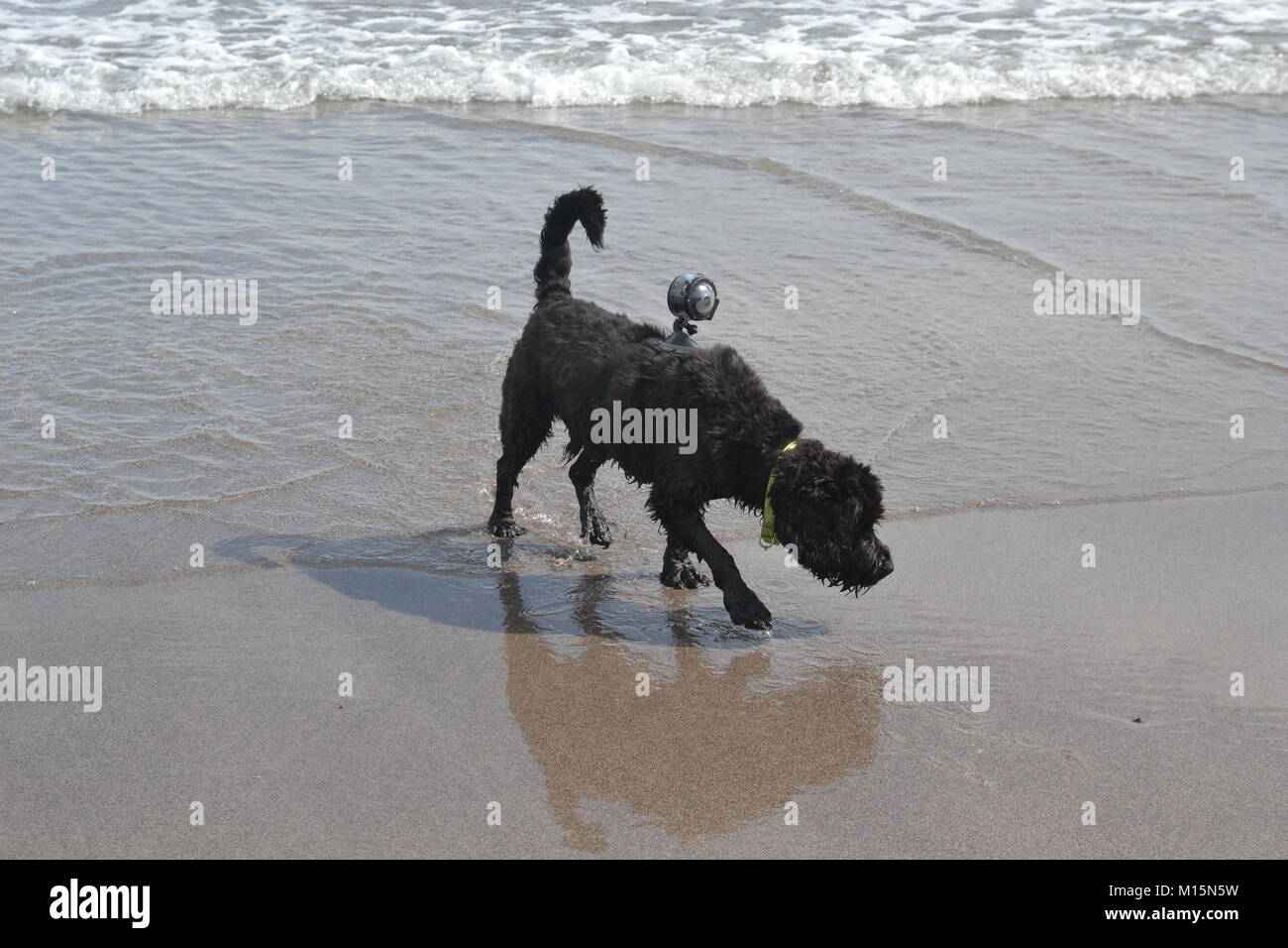 Hund Modellierung 360 Grad Kamera auf einem Strand in Cornwall. DokiCam. Der Hund heißt Lester von Leicester. Großbritannien Stockfoto