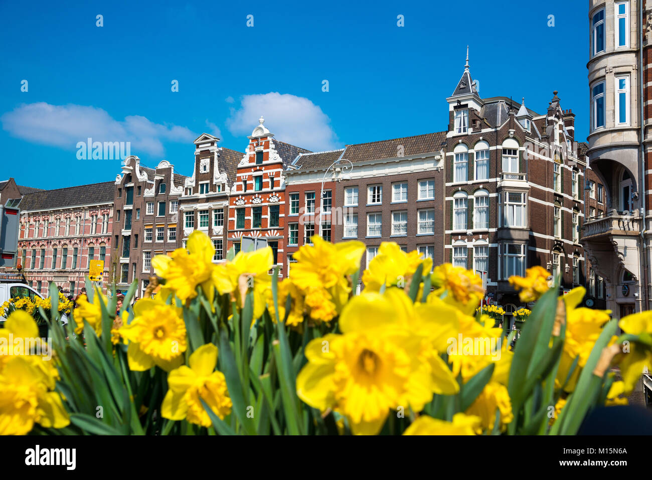 Gelbe Tulpe Blumen und niederländischen Häusern auf Hintergrund, Amsterdam, Niederlande Stockfoto