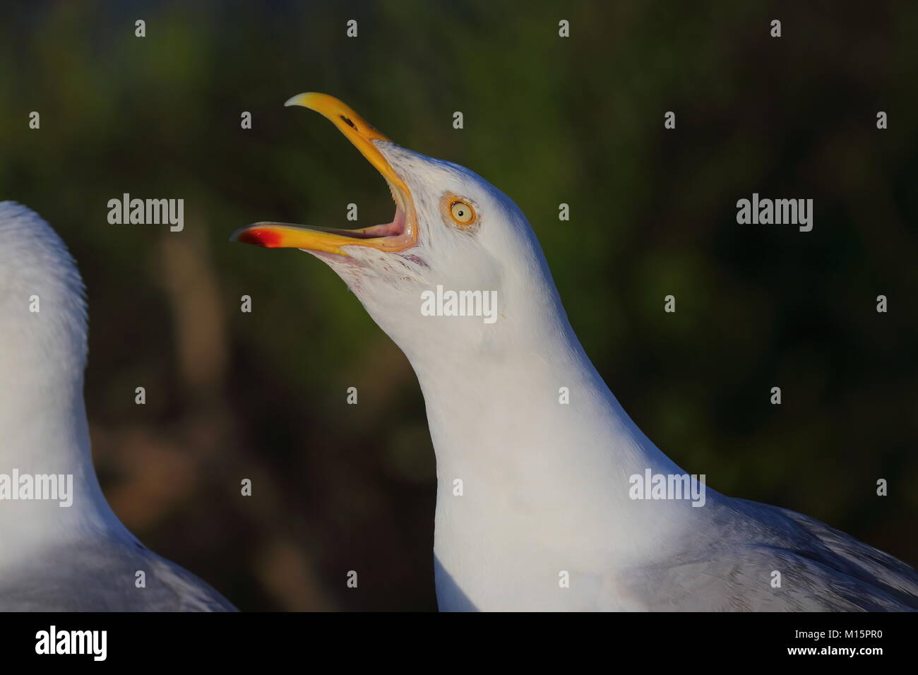 Eine Silbermöwe Kennzeichnung Es ist Gebiet geben einen vocal Warnung. Stockfoto